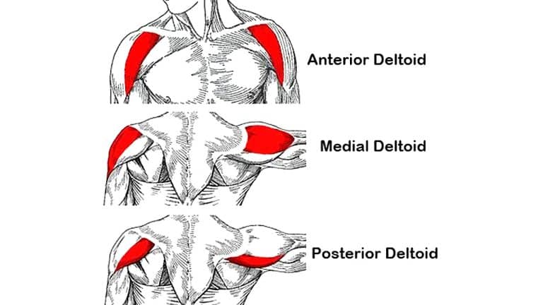 11 Best Cable Shoulder Exercises (For Massive Shoulders)